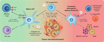 The Therapeutic Potential of Tackling Tumor-Induced Dendritic Cell Dysfunction in Colorectal Cancer